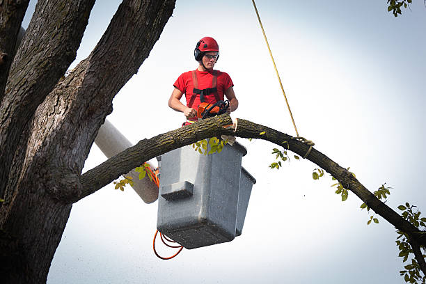 How Our Tree Care Process Works  in  Tega Cay, SC